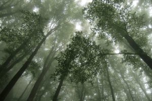 Im Wood-Wide-Web: Das geheime Leben der Bäume
