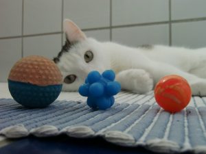 katzenspiel, gummibaelle, katze, ball, flummi