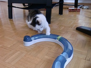 rollbahn, katzenspiele, kugelbahn, katze