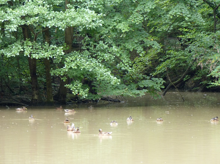 Nach einem ordentlichen Regenguss ist der Silberteich braun.