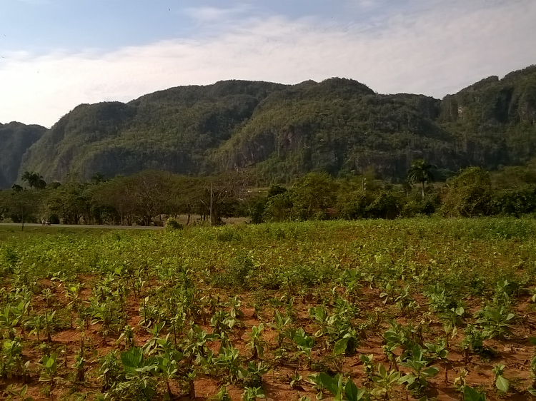 Ein Tabakfeld in Vinales