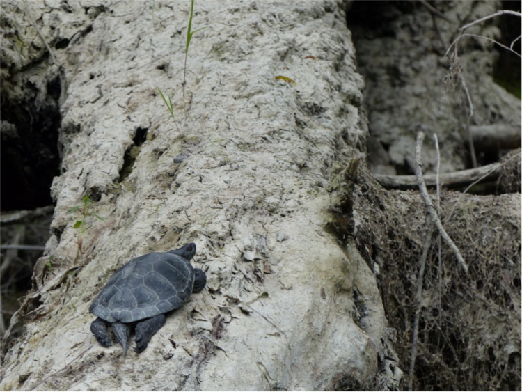 nationalpark, donau-auen, donau, auen, kanu-tour, boots-touren, kanu, tour, sumpfschildkroete