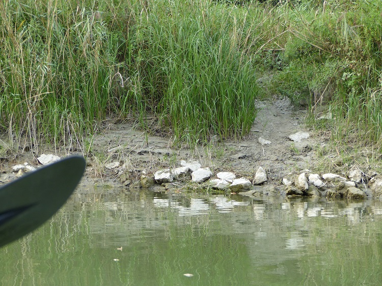 nationalpark, donau-auen, donau, auen, kanu-tour, boots-touren, kanu, tour, biber, rutsche