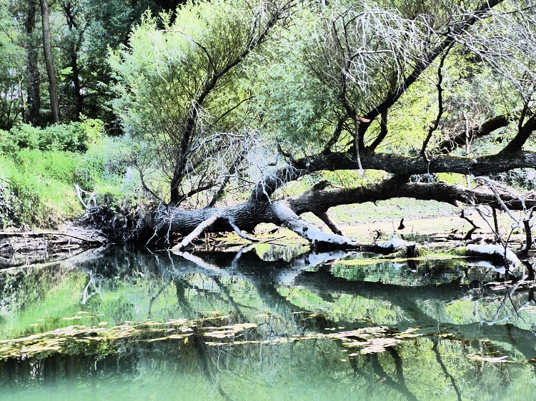 nationalpark, donau-auen, donau, auen, kanu-tour, boots-touren, kanu, tour, baum