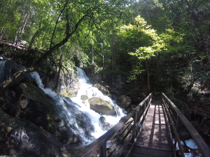 myrafälle, schoener wasserfall, niederoesterreich, muggendorf, video, brücke, ausflugsziele