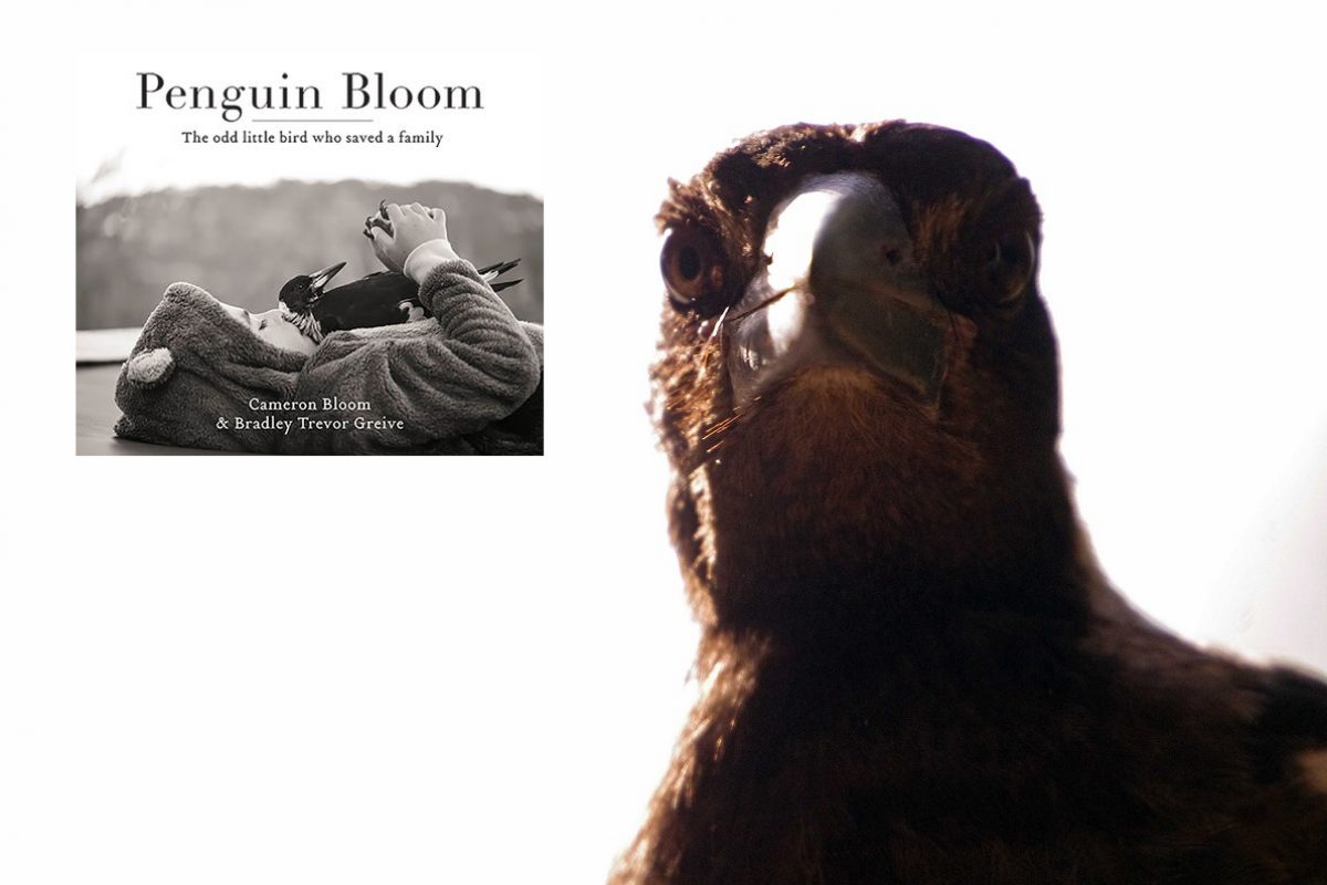 Penguin Bloom – wie eine freche Elster dein Leben verändert