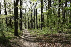 laufstrecken in wien, laufstrecken, wien, laufen, natur, laufen in der natur, im grünen, neuwaldegg, michaelerwald, wien