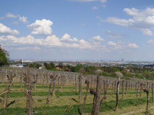 laufstrecken in wien, laufstrecken, wien, laufen, natur, laufen in der natur, im grünen, lainzer tiergarten, lainz, blick auf wien