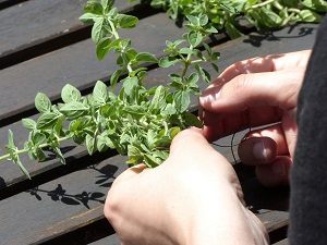 kräuter, trocknen, anleitung, tipps, bündel, stängel zusammenbinden, kräuter trocknen