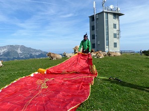 paragleiter, kühe, gipfel, gemeindealpe, mitterbach