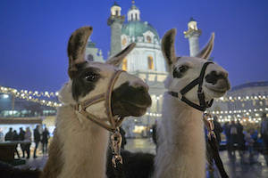 lamas, james, luis, karlsplatz, bio christkindlmarkt, advensmarkt, karlskirche, wien