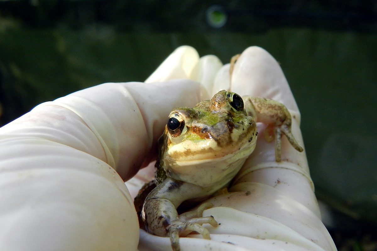 Forschen und Tiere retten! Die Amphibien-Wanderung in den Donau-Auen