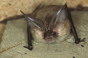 fledermaus, braunes langohr