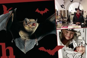 halloween, schloss orth, fledermaus, nationalpark, donau-auen, kinder