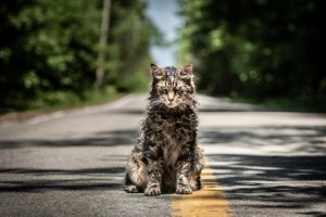 Katze, Straße, Asphalt, Friedhof der Kuscheltiere, schmutzig