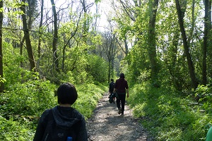 auwald, wandern, hainburg, wald, frühling,