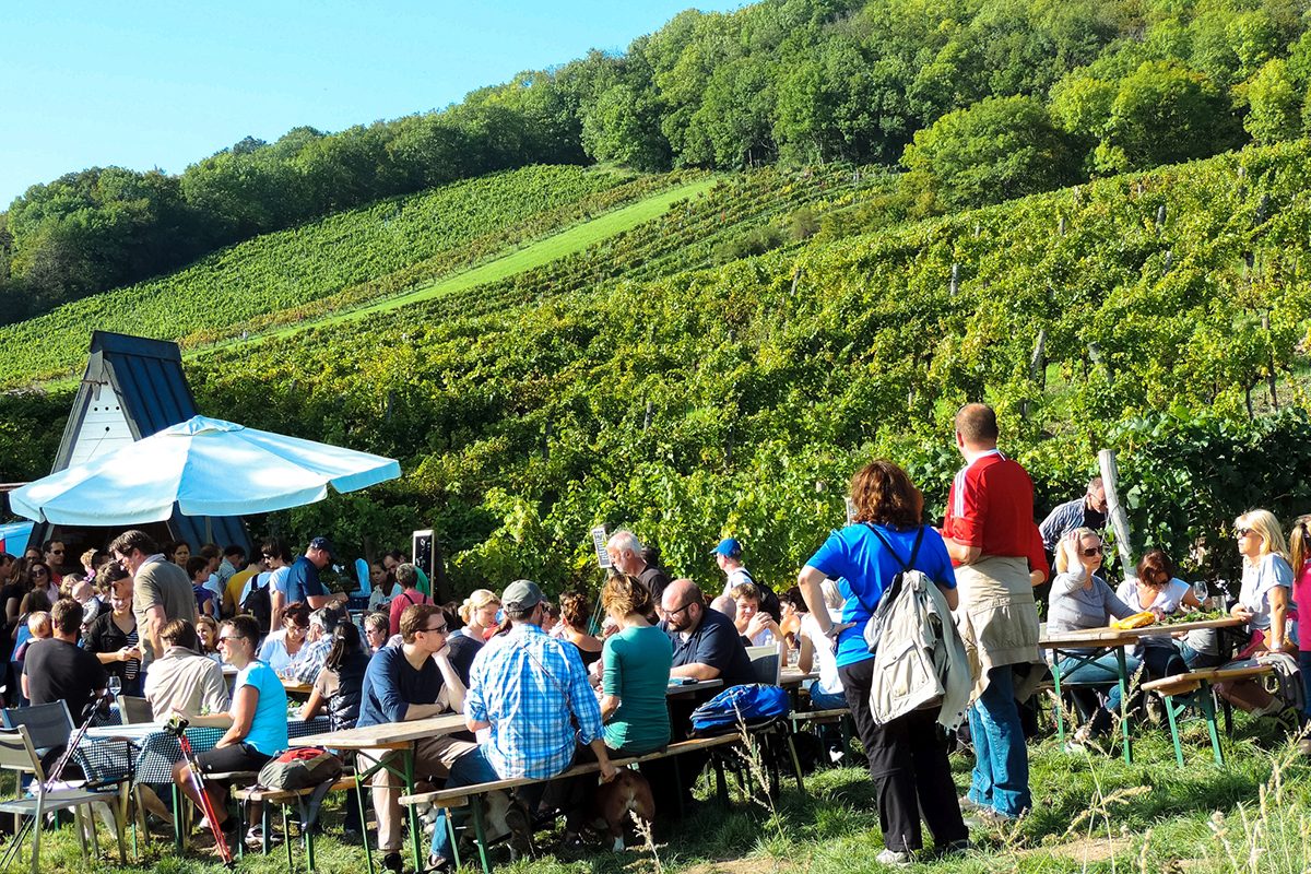 Wiener Weinwandertage 2019 – 3 Bezirke, 3 Routen, 2 Tage