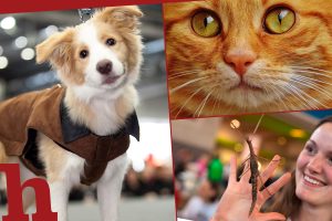 Haustiermesse Wien 2020 – lerne Neues über deinen Vierbeiner!