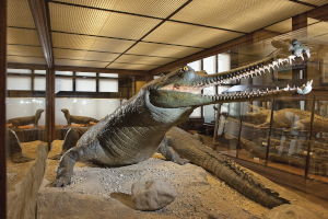 österreich, naturhistorisches museum, google tour, freizeit, kultur,