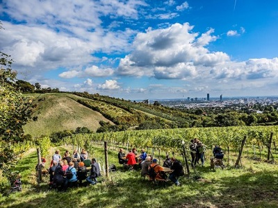 Bisamberg, Weinreben, Blick auf Wien, Heurigen, wien spaziergänge, wandern