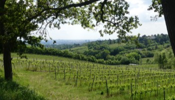 Wein, Aussicht, Kahlenberg, Wien