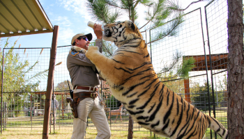 tiger king, großkatzen und ihre raubtiere, true-crime-dokus auf netflix, wahre verbrechen, joe exotic