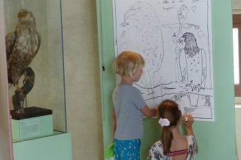 Kinder zeichnen einen Seeadler
