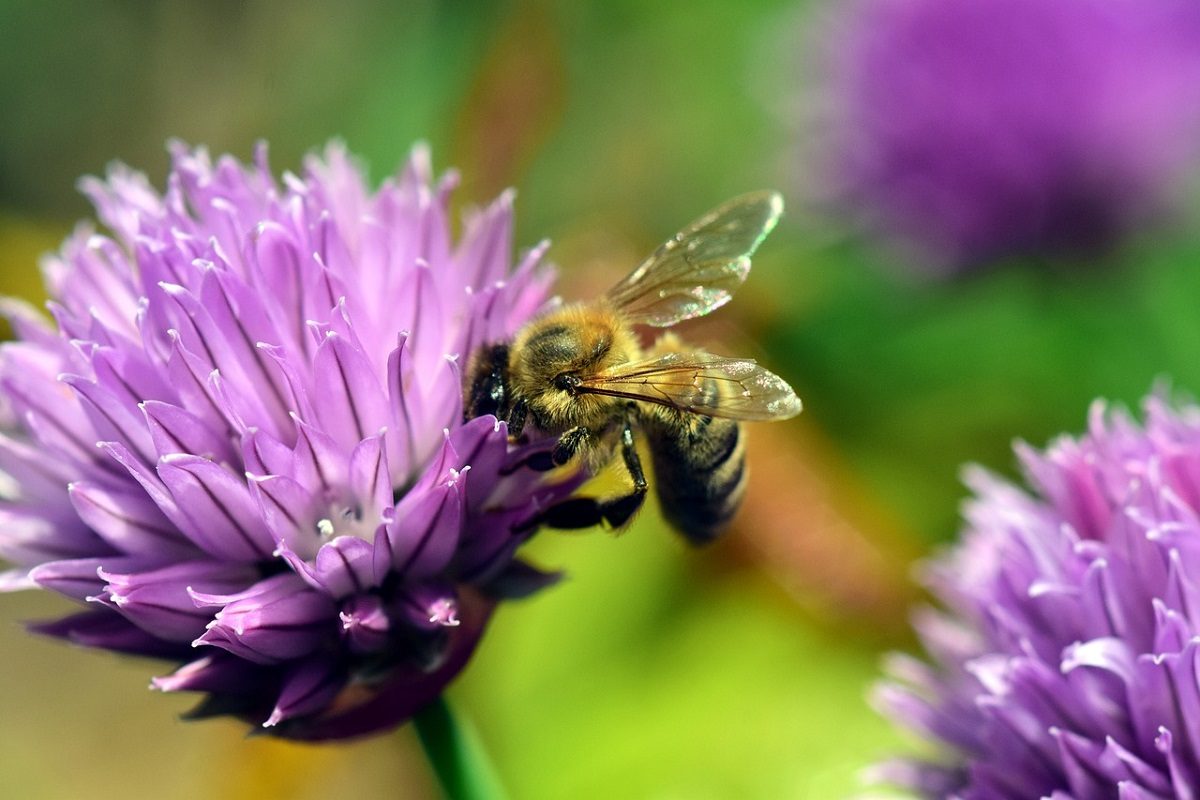 Garten tierfreundlich gestalten – in 10 Schritten zur Naturoase