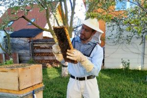Honig selbst machen – 10 Tipps und Facts vom Imker