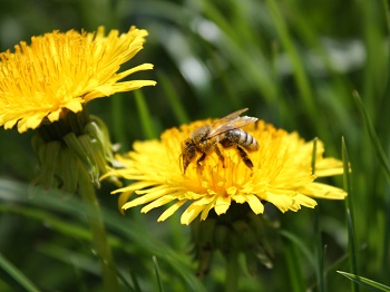 biene, bestäubung, blüte, blume, flügel, stachel