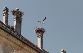 Störche, Nester, Schornsteine, Schloss Marchegg