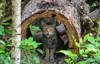 blumengärten hirschstetten, wildkatze, artenvielfalt, die schönsten parks in wien