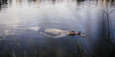 Ben, Max Kuess, schwimmt an der Wasseroberfläsche in der Donau