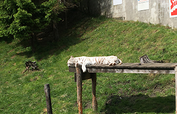 weißer zoo, kameltheater, weißer tiger
