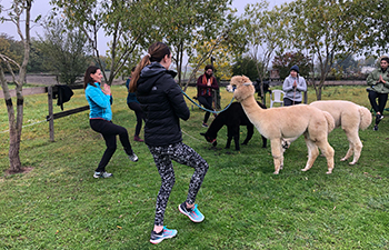 yoga, draußen, tiere, wien