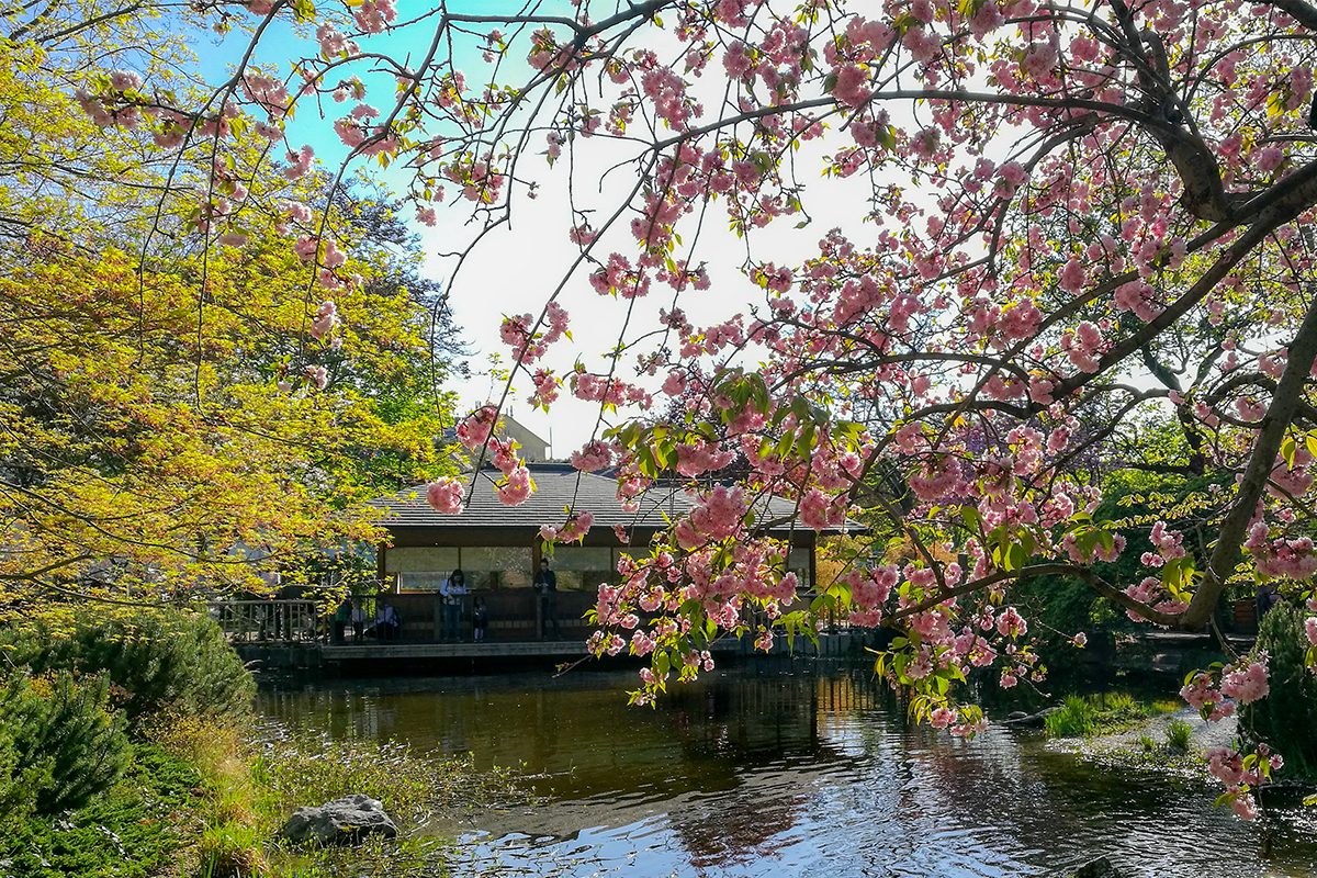 10 schöne Spazierwege durch Wien im Frühling: Hier blüht’s!