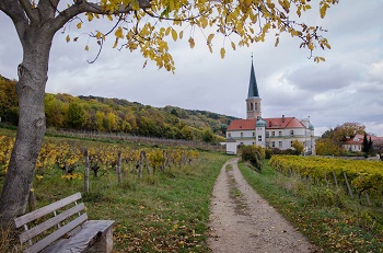 Weinwanderweg Gumpoldskirchen, Kirche, Weinberge, Wanderweg im Herbst