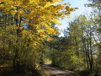 Wald auf der Klammrunde bei Würflach, bunt, Herbst