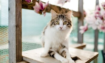 Katze Emelie von der Katzenhilfe Steiermark