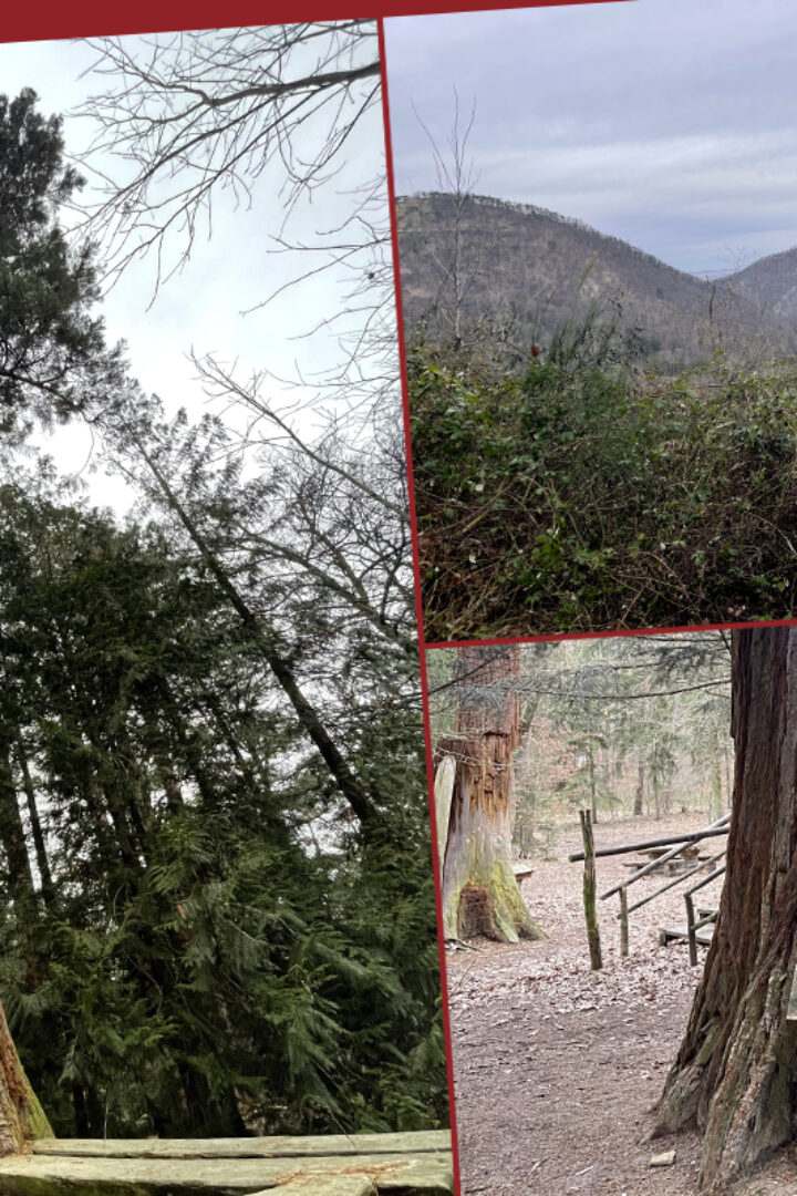 Mammutbäume Paudorf – mächtige Riesenbäume mitten in NÖ