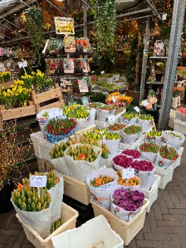 Blumenmarkt, Amsterdam, Tulpen