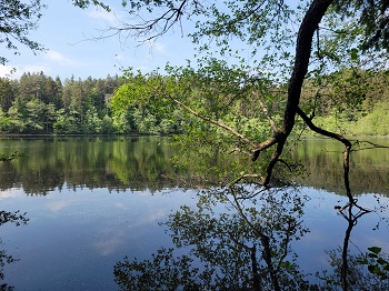 Spiegelglatter Waldteich