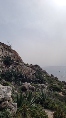 Bewachsene Klippe am Meer - auch die Natur zählt zu den Sehenswürdigkeiten von Malta