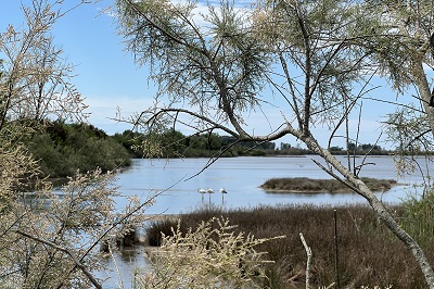 Lagune im Vogelschutzgebiet von Grado, dem Riserva Naturale Valle Cavanata