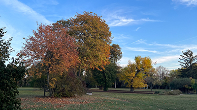 herbst, baeume, laub