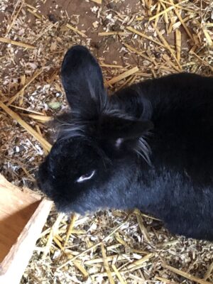 Hase beim Landgut Wien Cobenzl