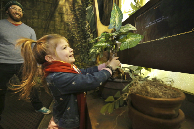 Ein junges Mädchen hebt eine Alraunenpflanze, bekannt aus den Harry Potter Filmen hoch