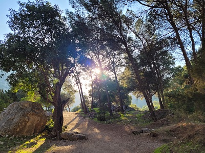 Tiefstehende Sonne leuchtet durch lichten Wald