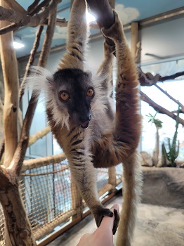 Schwarzer Lemur hängt von Ast und hält Sabrinas Finger