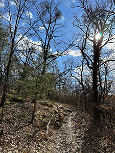 Hunde laufen durch den Wald in der Sonne